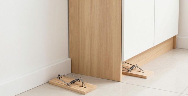 家庭灭鼠最管用的几种技术 不请专业师傅也能搞定